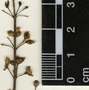 Scoparia dulcis L., Honduras, H. W. Pfeifer 1284, F